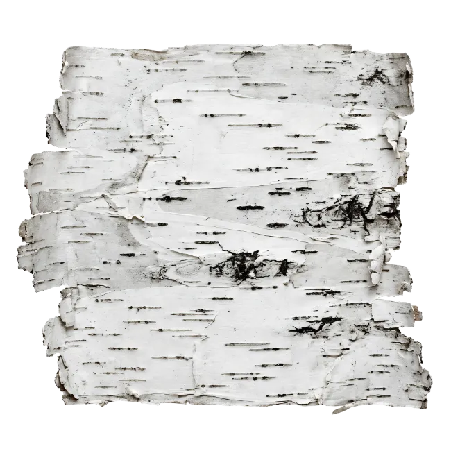 White Birch Tree Bark Texture Cutout