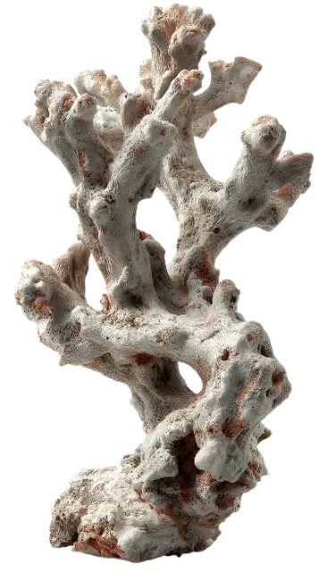 White Branching Coral Specimen