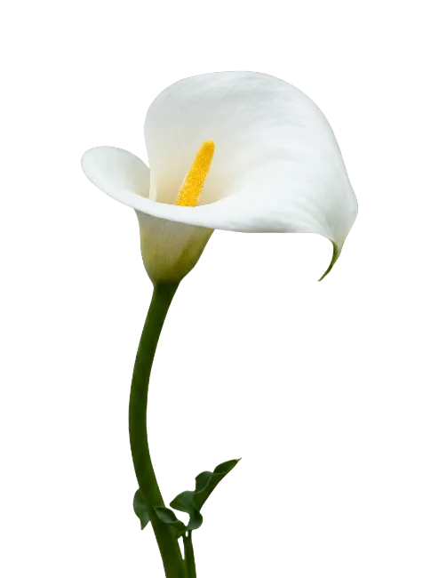 White Calla Lily Flower with Green Stem