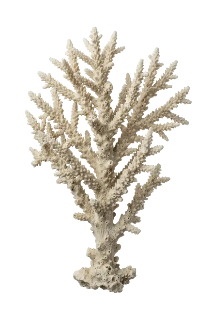 White Coral Branch Specimen