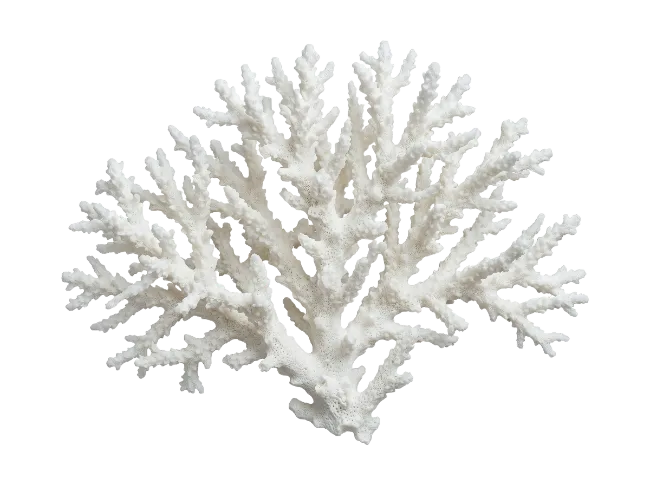 White Coral Branch Specimen