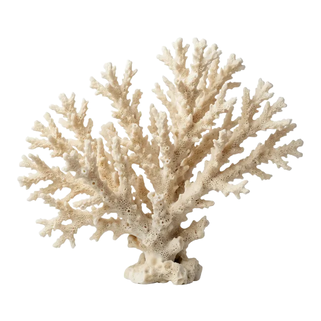 White Coral Branch Specimen