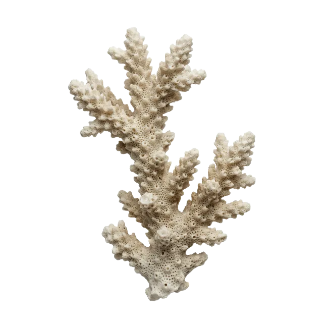 White Coral Branch Specimen
