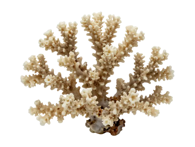 White Coral Branch Specimen
