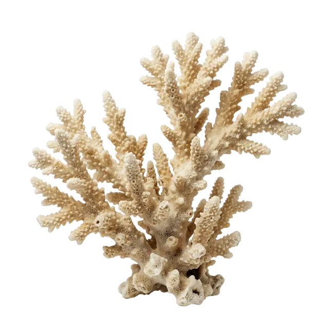 White Coral Reef Branch Specimen