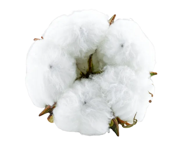White Cotton Plant Bolls Close Up
