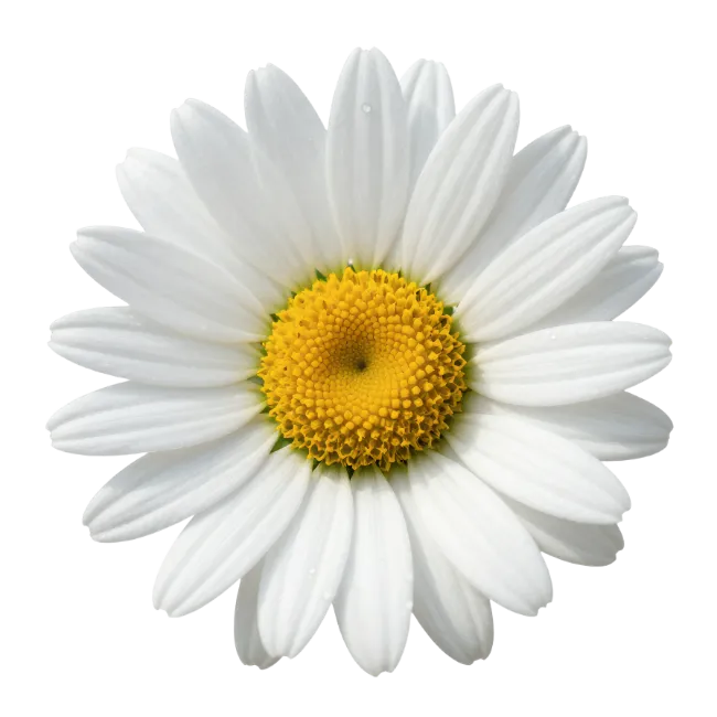 White Daisy Flower Blossom Isolated