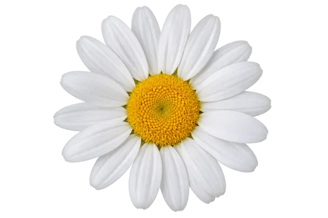White Daisy Flower Blossom with Yellow Center