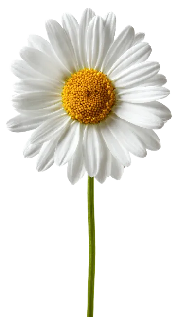 White daisy flower with green stem