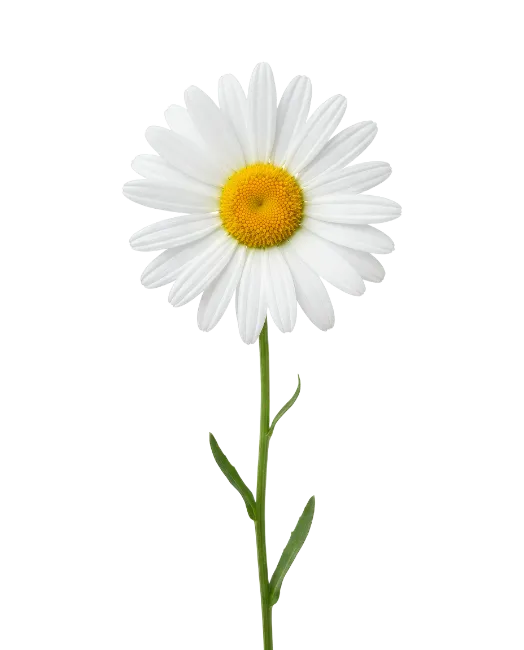 White daisy flower with green stem