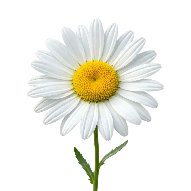White Daisy Flower with Stem