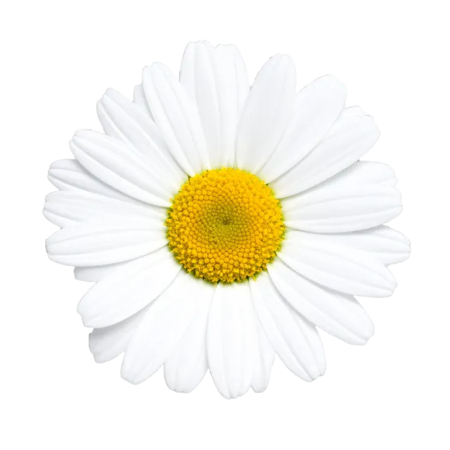 White Daisy Flower with Yellow Center