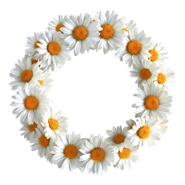 White Daisy Flower Wreath Circle