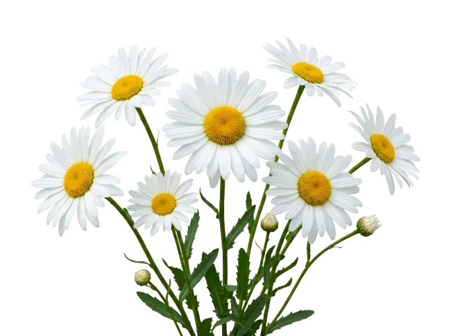 White Daisy Flowers Bouquet
