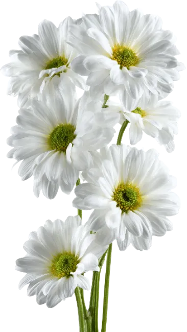 White Daisy Flowers Bouquet with Green Stems