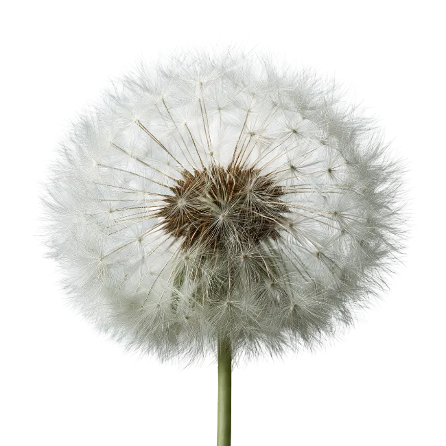 White Dandelion Seed Head