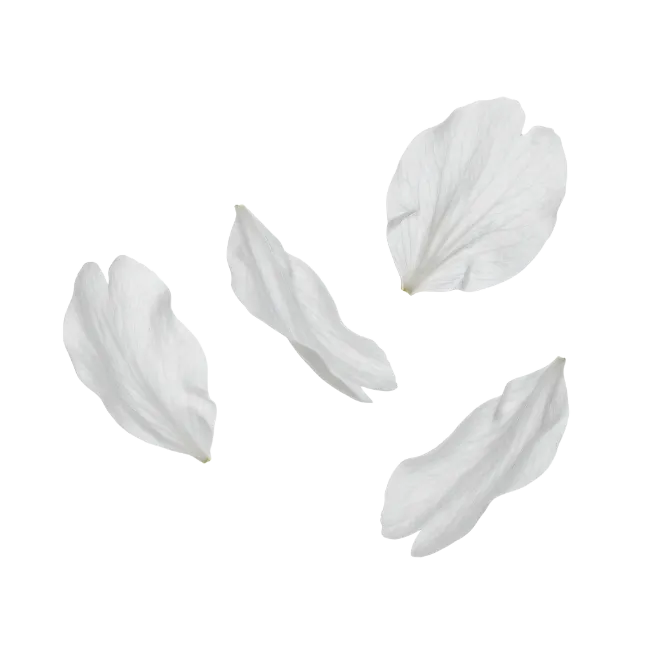 White Flower Petals Falling