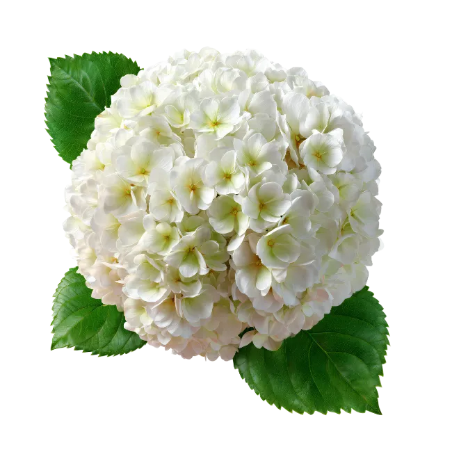 White Hydrangea Flower Head with Green Leaves