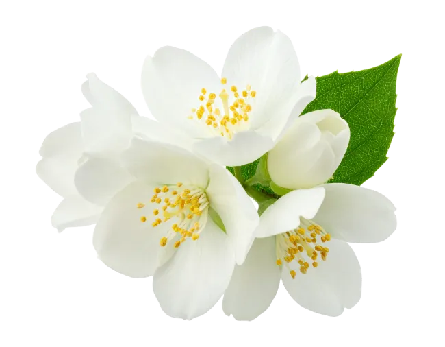 White Jasmine Flowers Blossom Branch