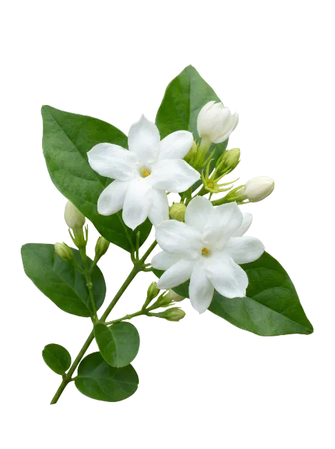 White Jasmine Flowers with Green Leaves