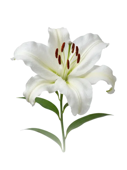 White Lily Flower on Stem