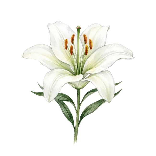 White Lily Flower Watercolor Illustration