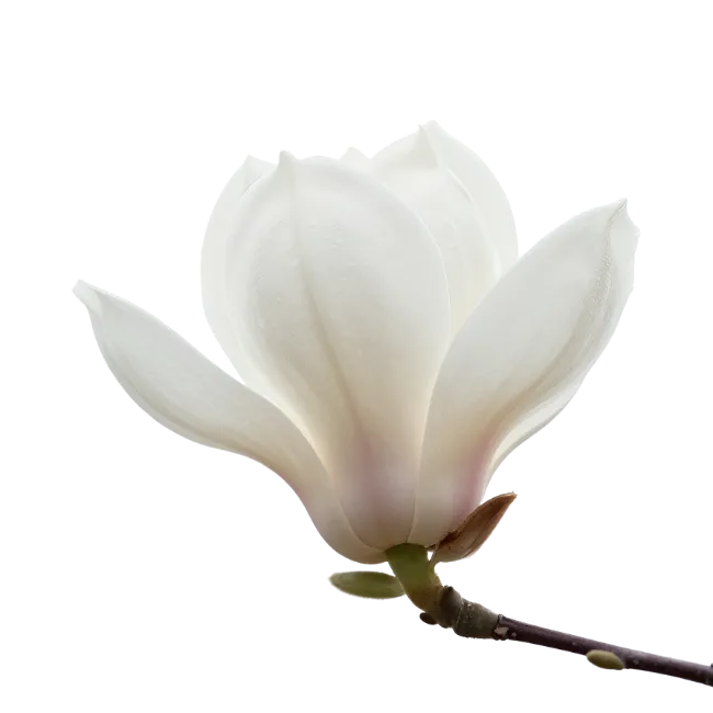 White Magnolia Flower Bud on Branch