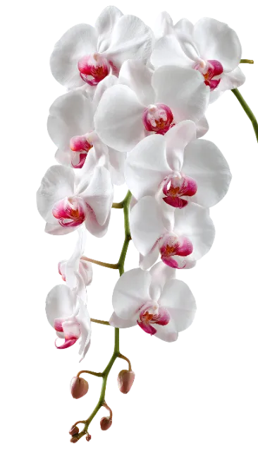 White Orchid Branch with Pink Centers