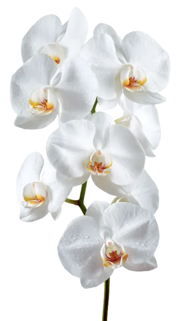 White Orchid Flower Branch with Water Drops