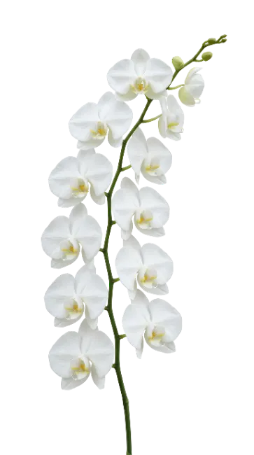White Orchid Flower Stem