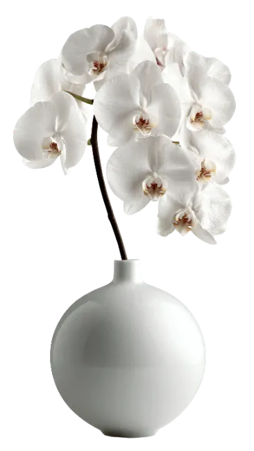 White Orchid Flowers in a Round Ceramic Vase