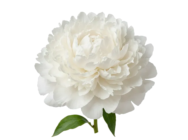 White Peony Flower with Stem and Leaves