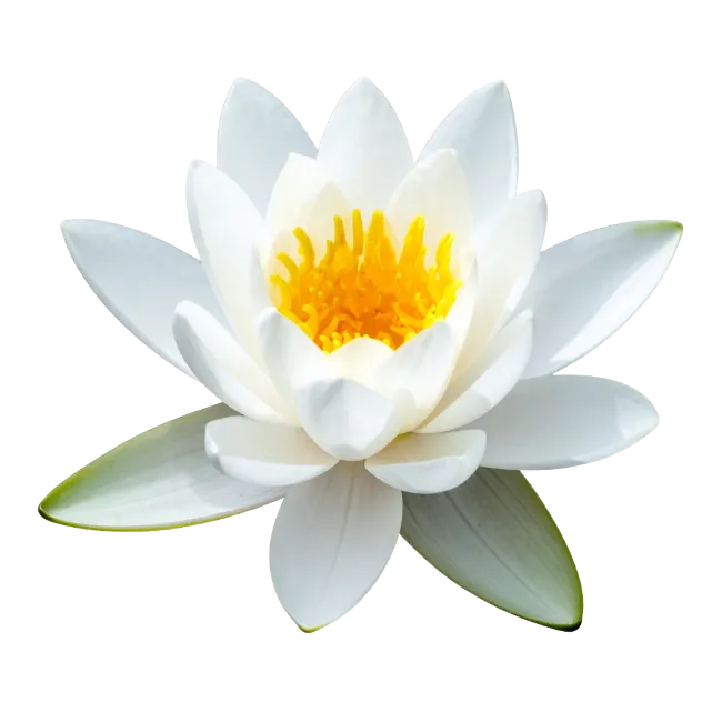 White Water Lily Flower