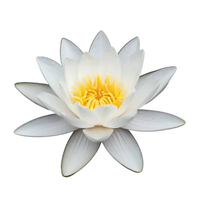 White Water Lily Flower