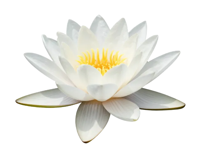 White Water Lily Flower