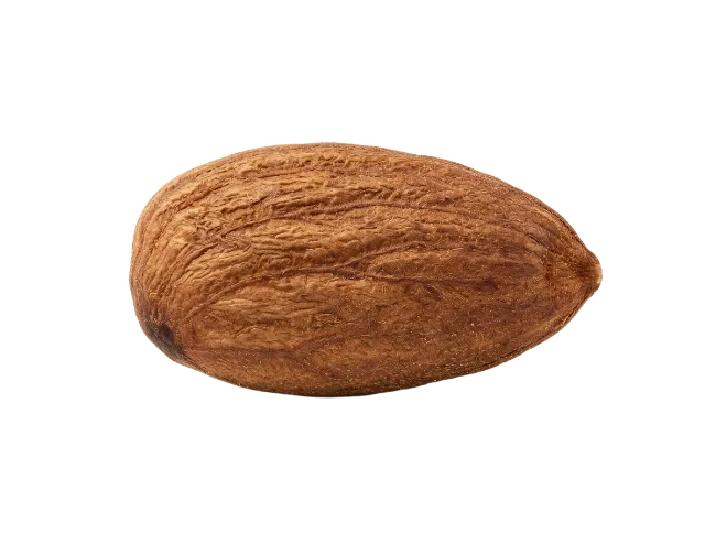Whole Brown Almond Nut Isolated