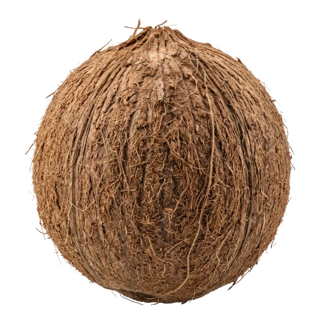 Whole Brown Coconut Fruit