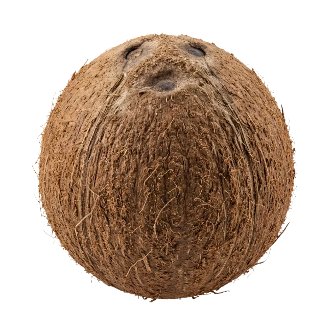 Whole Brown Coconut Stock Image