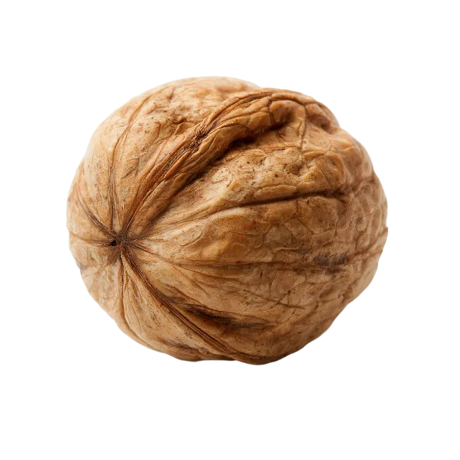 Whole Brown Walnut Fruit