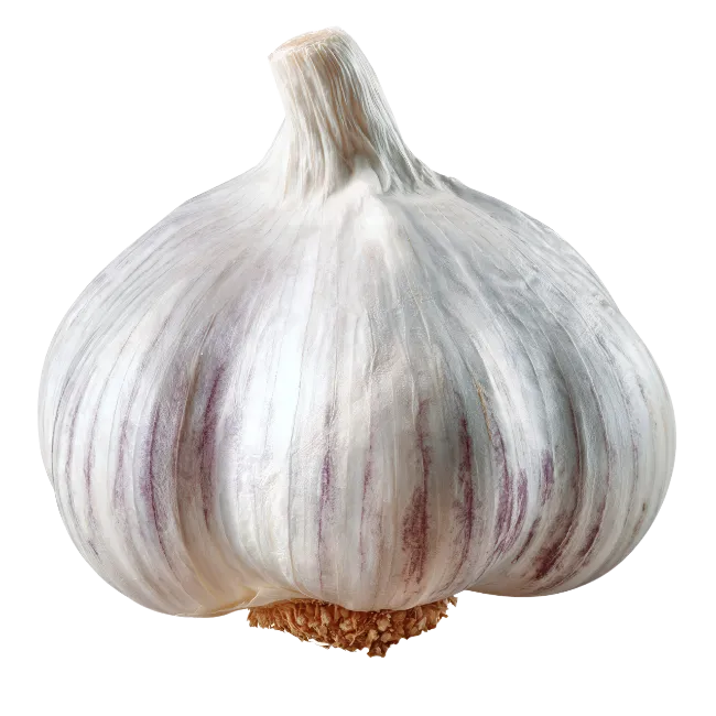 Whole Garlic Bulb Isolated on Black Background