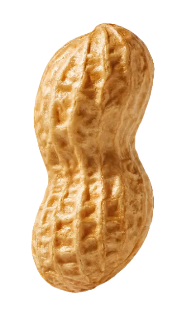 Whole Peanut in Shell