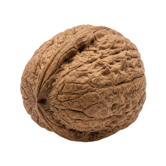 Whole Walnut in Shell Isolated