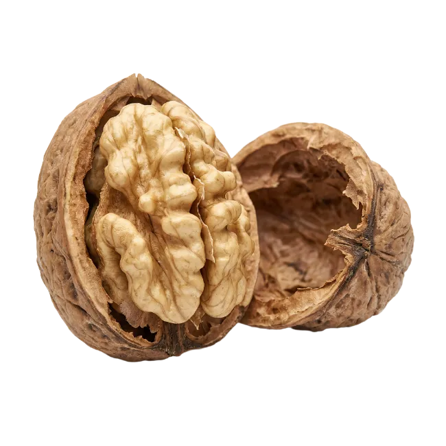 Whole Walnut with Kernel and Empty Shell