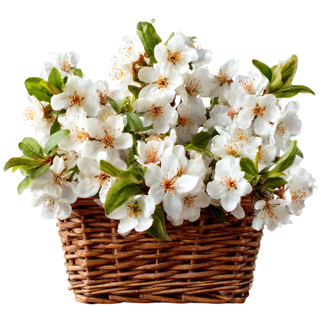 Wicker Basket Filled with White Cherry Blossoms