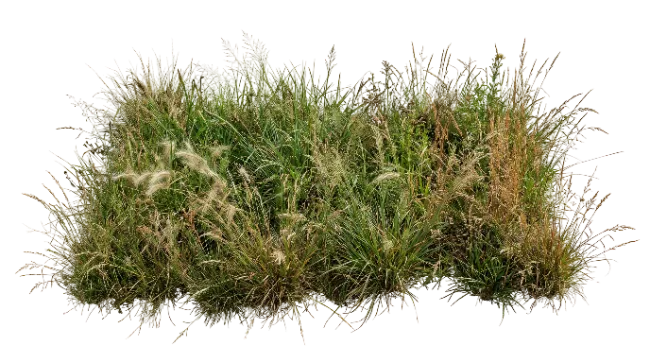 Wild Grass Patch with Seed Heads
