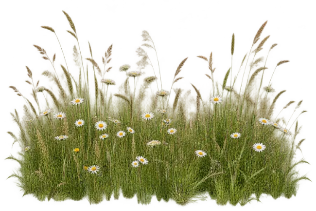 Wildflowers and Tall Grass Patch