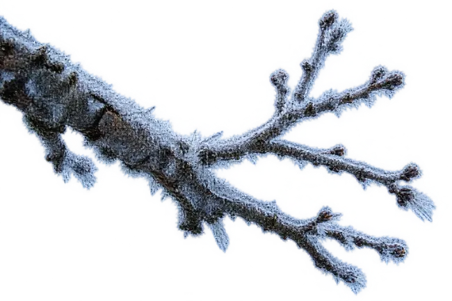 Winter Tree Branch Covered with Heavy Frost and Ice