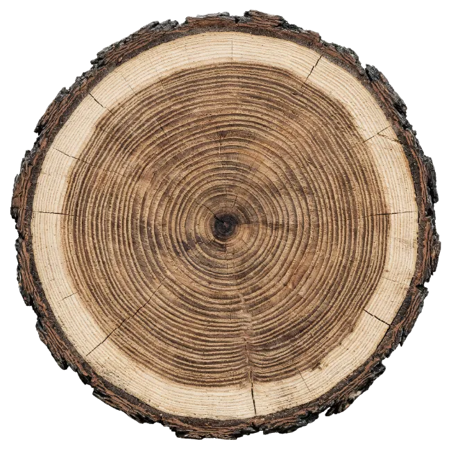 Wood log cross section with tree rings