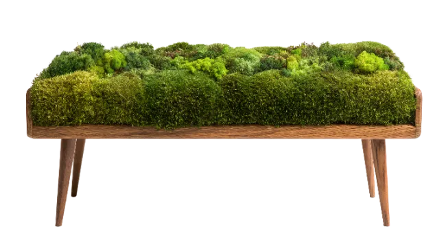 Wooden Bench Covered With Live Green Moss