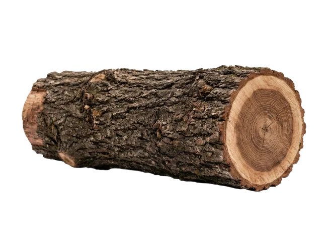 Wooden Log Isolated